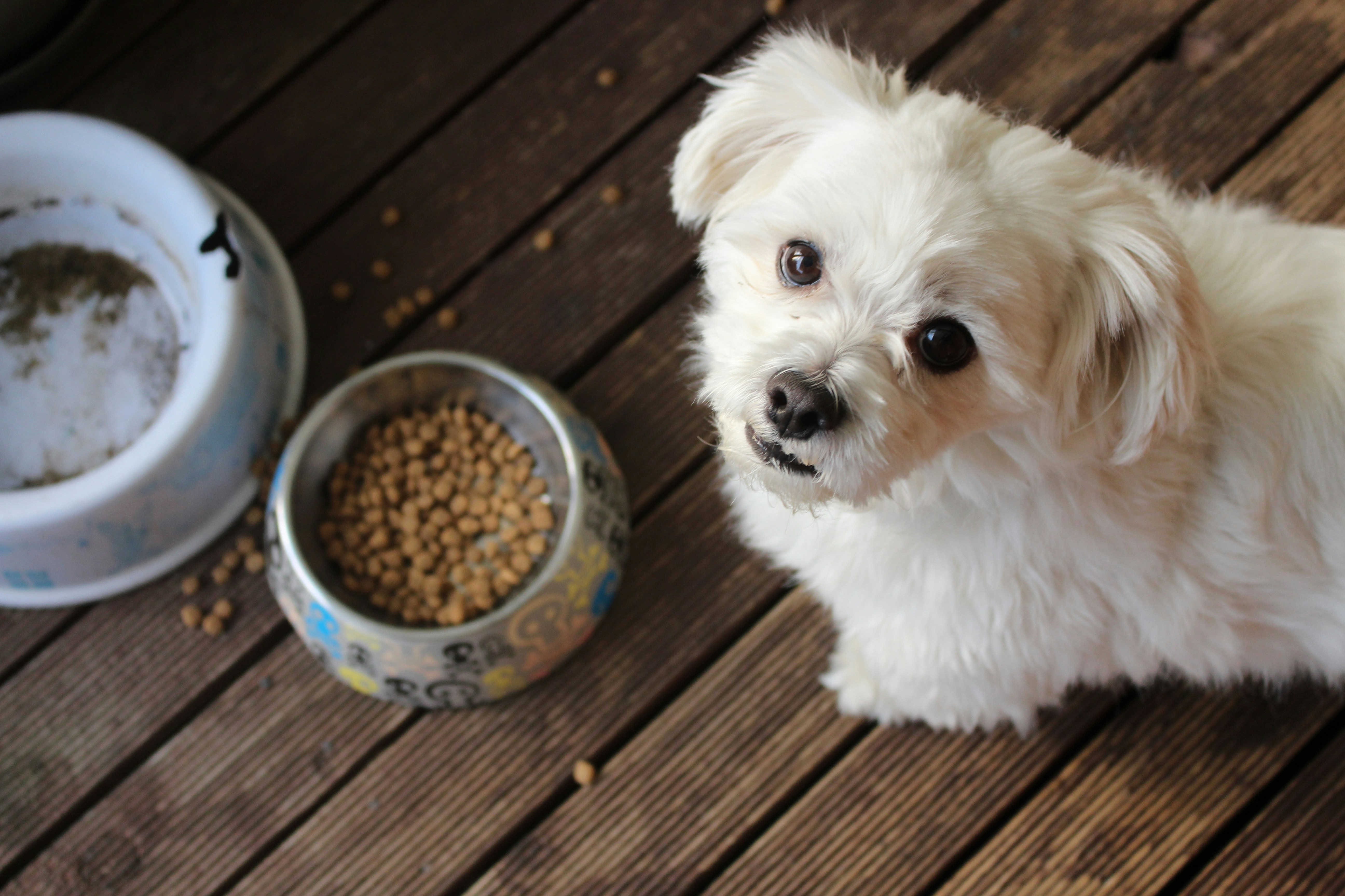 A happy dog beside a bowl of food