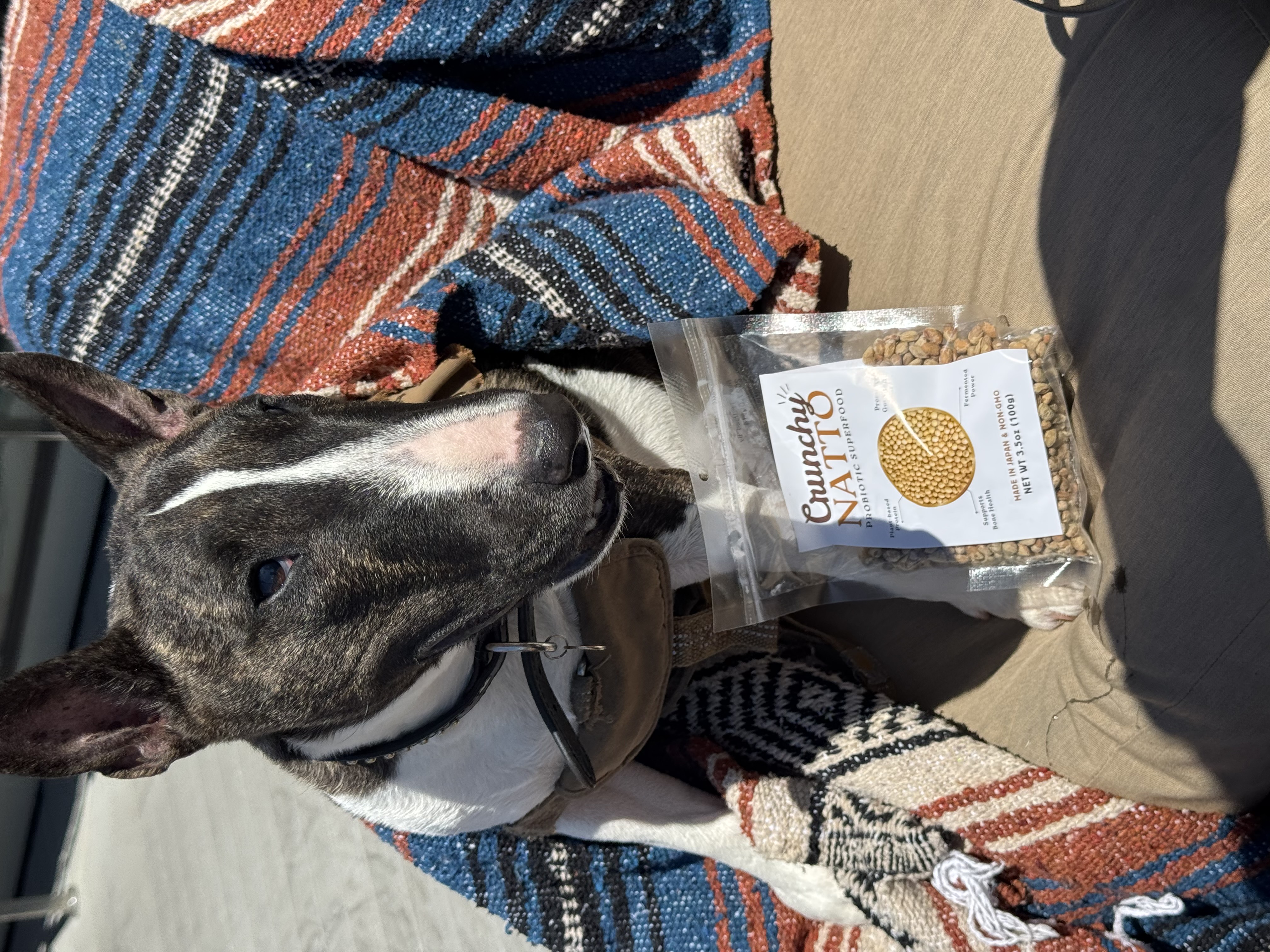 A bull terrier sitting with a pouch of Crunchy Natto