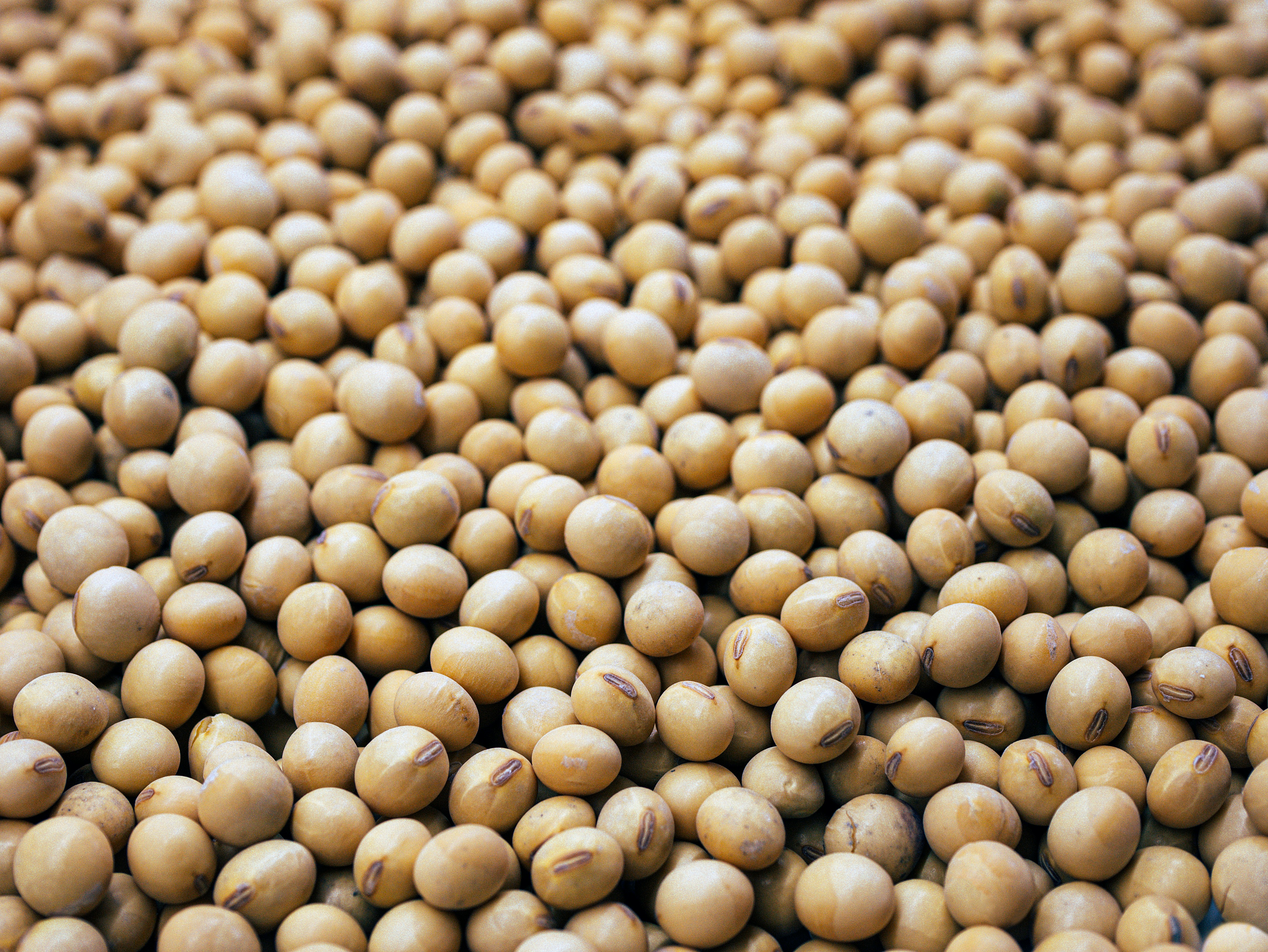 Premium soybeans